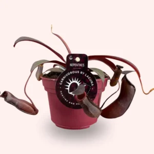 Nepenthes Rebecca Soper pianta carnivora