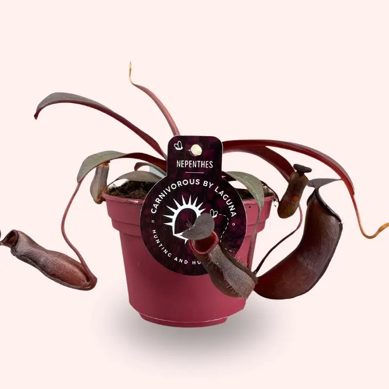 Nepenthes Rebecca Soper pianta carnivora