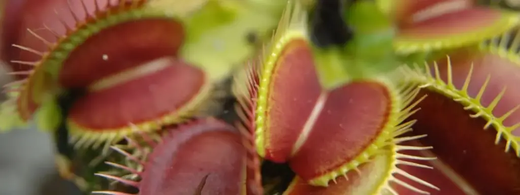 Venere Acchiappamosche