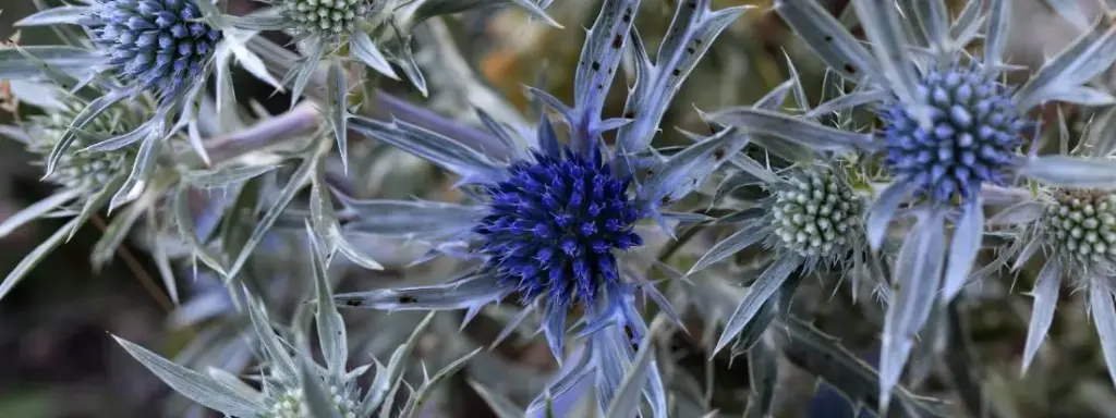 la bella pianta dalle foglie e dai fiori bluastri