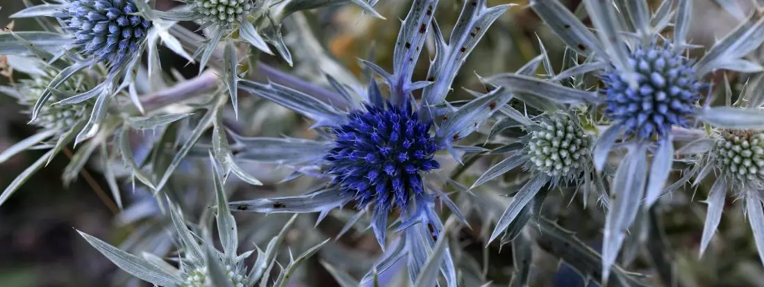 la bella pianta dalle foglie e dai fiori bluastri