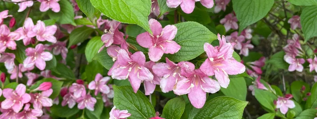 weigelia pianta