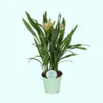 Curcuma Siam Solar