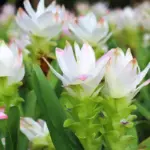 Curcuma Siam Solar fiore