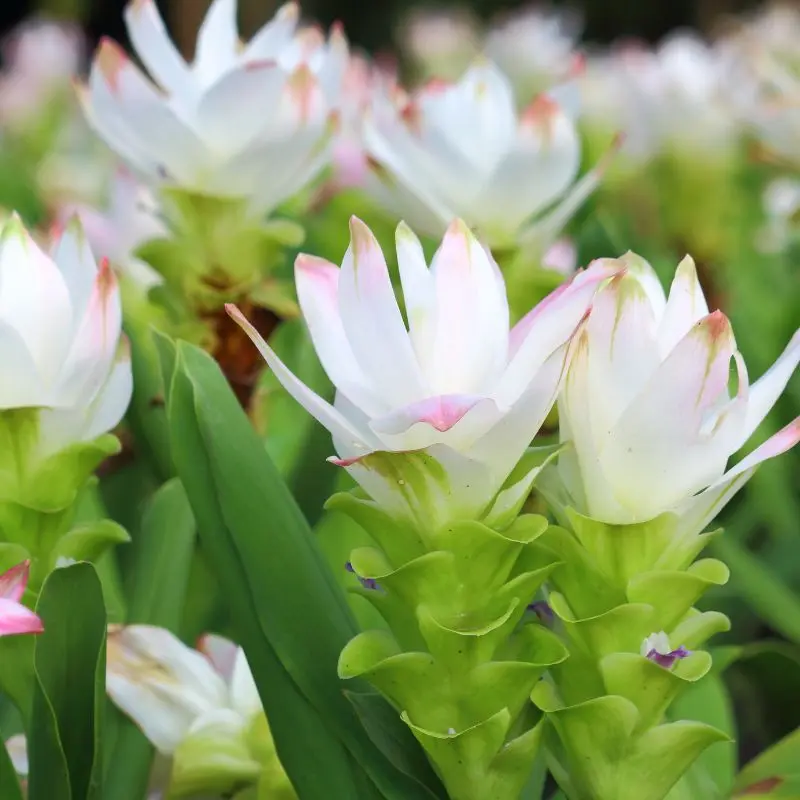 Curcuma Siam Solar fiore