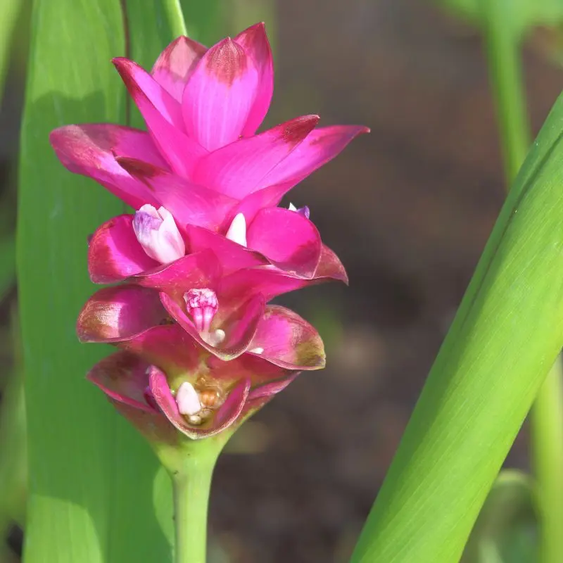Curcuma Siam Splash fiore