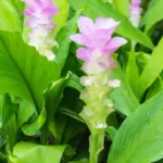 Curcuma Siam Sweet fiore