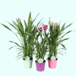 Curcuma alismatifolia mix