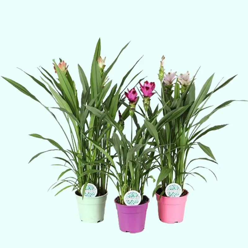 Curcuma alismatifolia mix