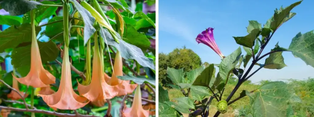 Differenza tra Datura e Brugmansia