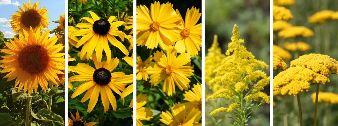 Pianta erbacea con fiori gialli