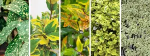 Piante con foglie variegate