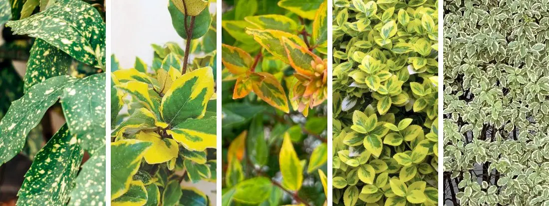 Piante con foglie variegate