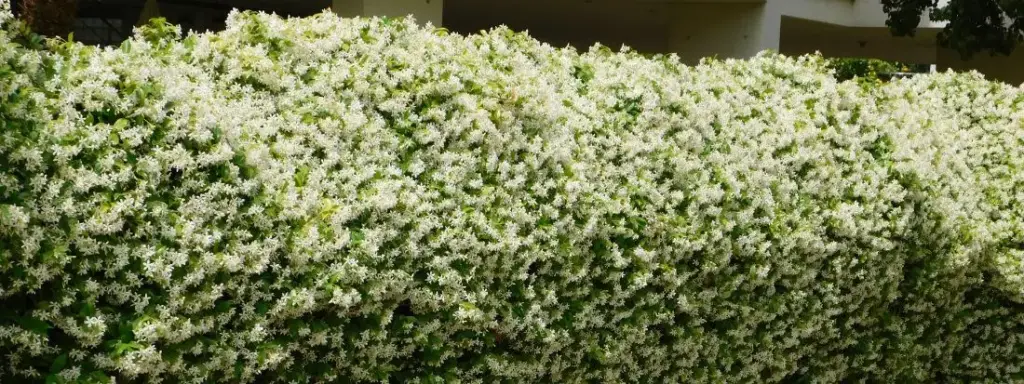 Siepe gelsomino pro e contro