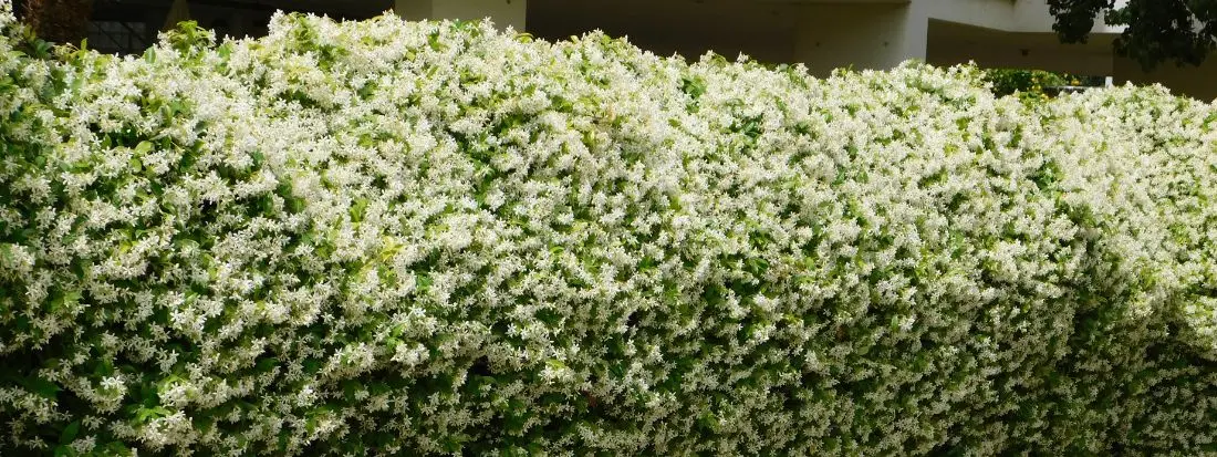 Siepe gelsomino pro e contro