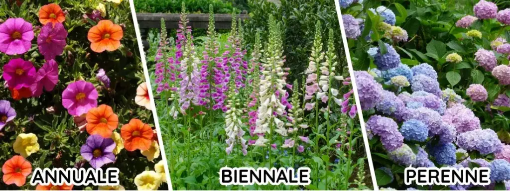 differenza piante annuali e perenni