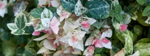 gelsomino tricolor
