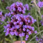 verbena bonariensis lollipop fiore