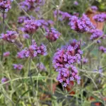 verbena bonariensis lollipop fiori