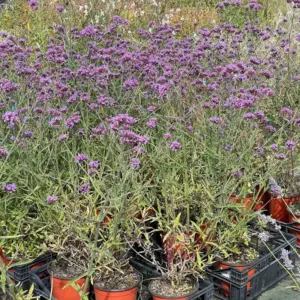 verbena bonariensis lollipop in vaso
