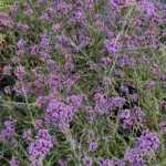 verbena bonariensis lollipop pianta erbacea