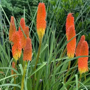 Kniphofia Uvaria Grandiflora