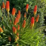 Kniphofia Uvaria Grandiflora Tritoma