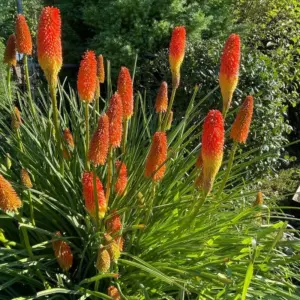 Kniphofia Uvaria Grandiflora Tritoma
