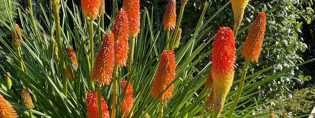 Kniphofia uvaria