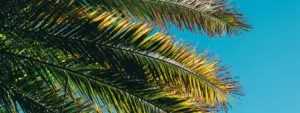Malattie delle palme da giardino