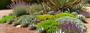 Piante resistenti al sole poca acqua