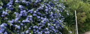 Plumbago o Gelsomino Azzurro