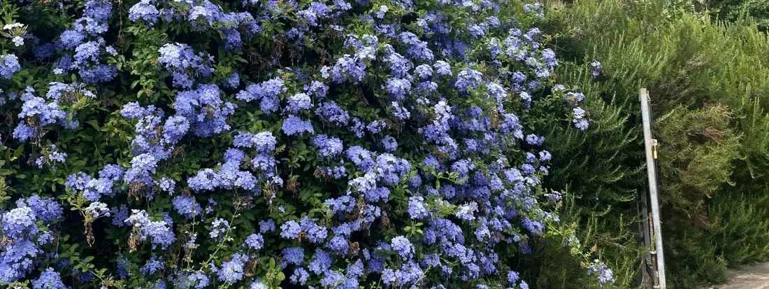Plumbago o Gelsomino Azzurro