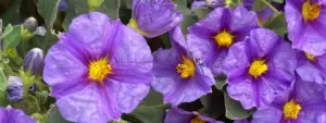 solanum rantonetti