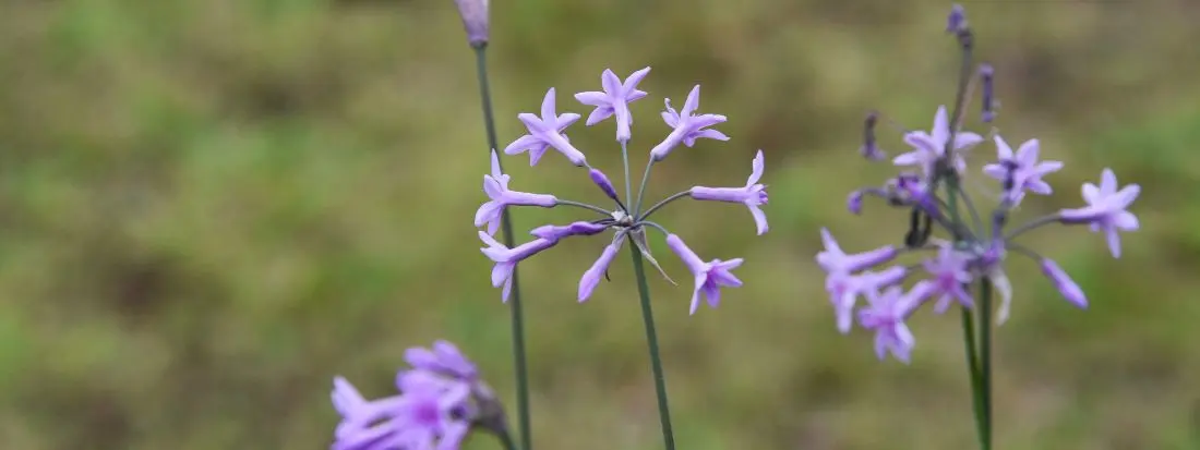 tulbaghia pianta