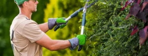 6 Piante Resistenti alle Potature