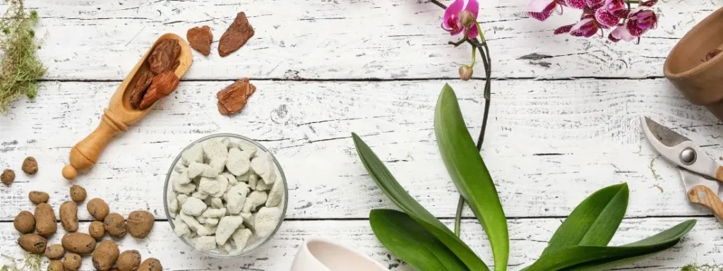 Che terriccio usare per le orchidee