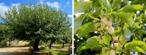 Gelso Bianco o Morus alba