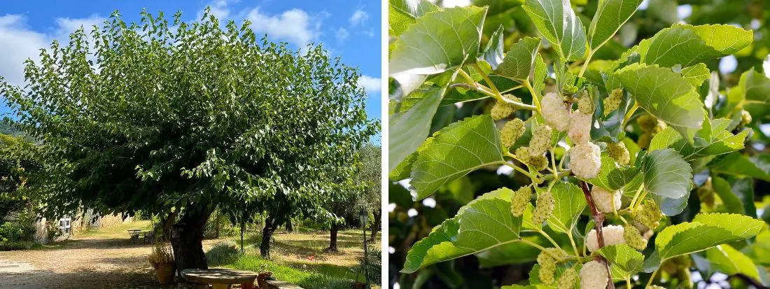 Gelso Bianco o Morus alba