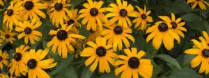Rudbeckia fulgida