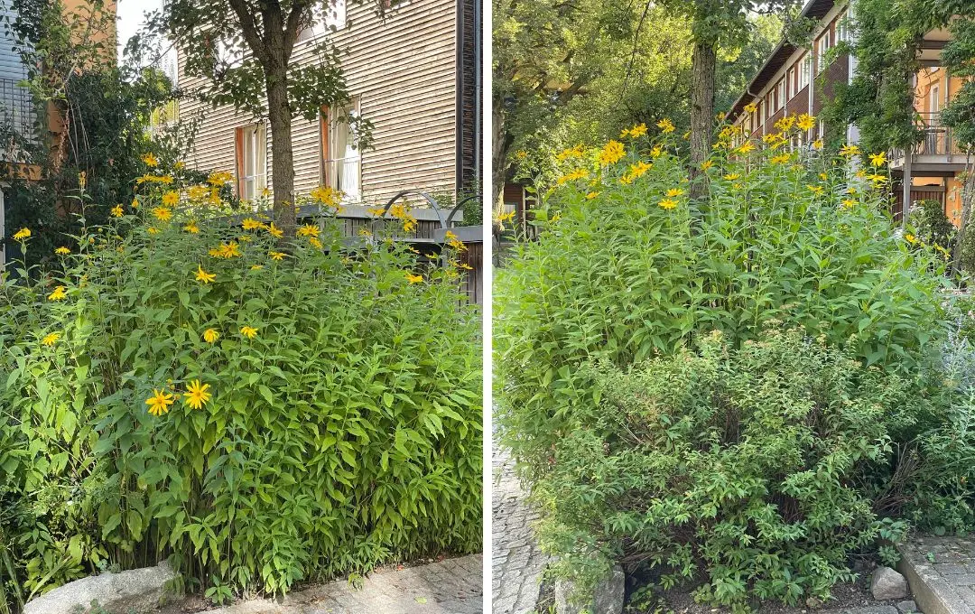 50 Bulbi Di Giglio Mix Varietà Per Giardino E Vaso - Dimensioni 12-14cm, Fioritura Estiva, Per Aiuole Colorate E Profumate