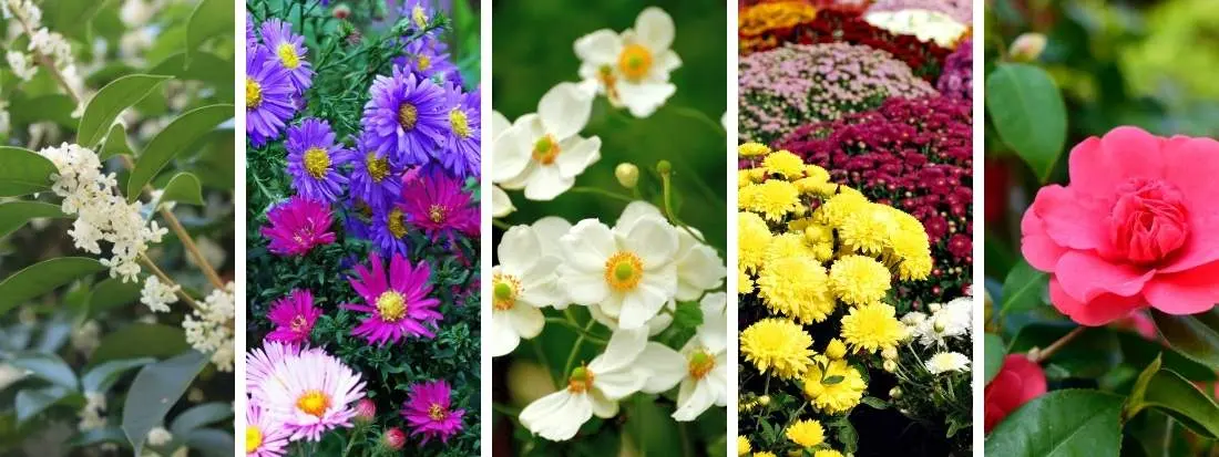 5 Piante che Fioriscono in Autunno