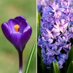Blu e Viola – Giacinti e Crocus – Box da 30 Bulbi