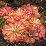Drosera Aliciae