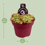 Drosera Aliciae dimensioni pianta in vendita