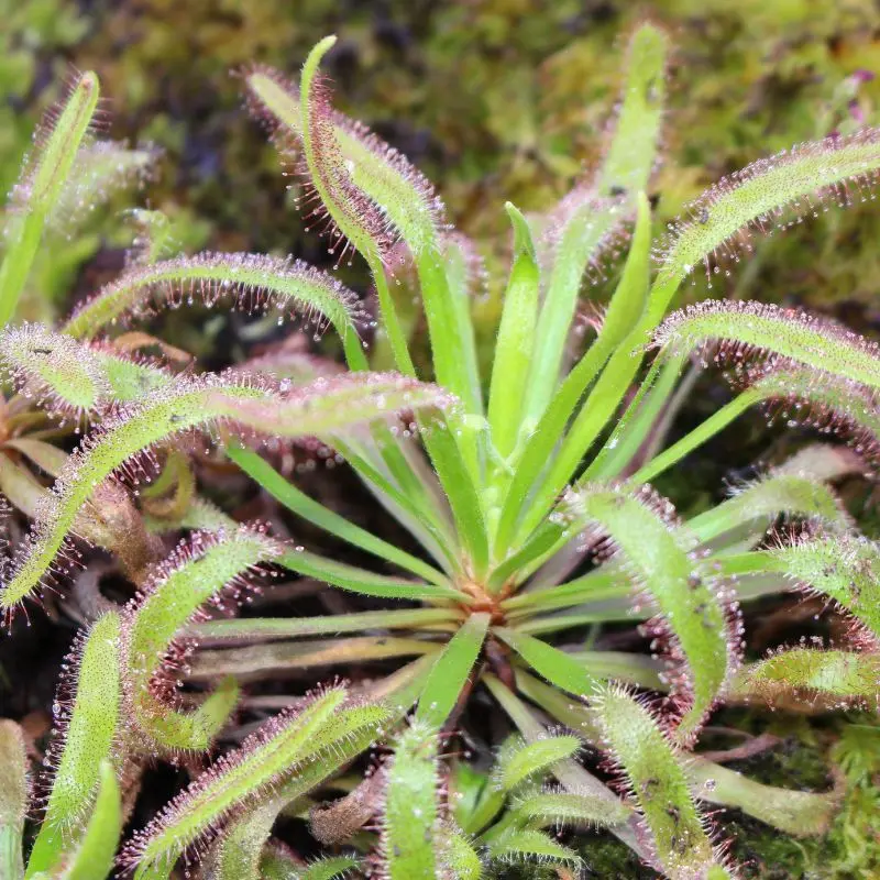 Drosera Capensis