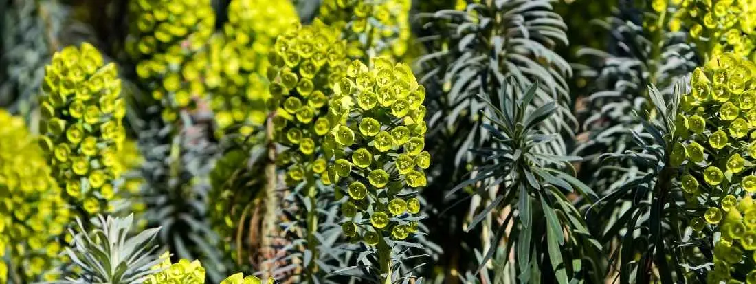 Euphorbia Characias Euforbia Cespugliosa Coltivazione