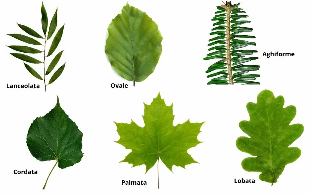 Struttura e Forma delle Foglie - My Green Help