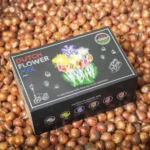 Mix Fiori Olandesi Box 75 Bulbi pacchetto amb