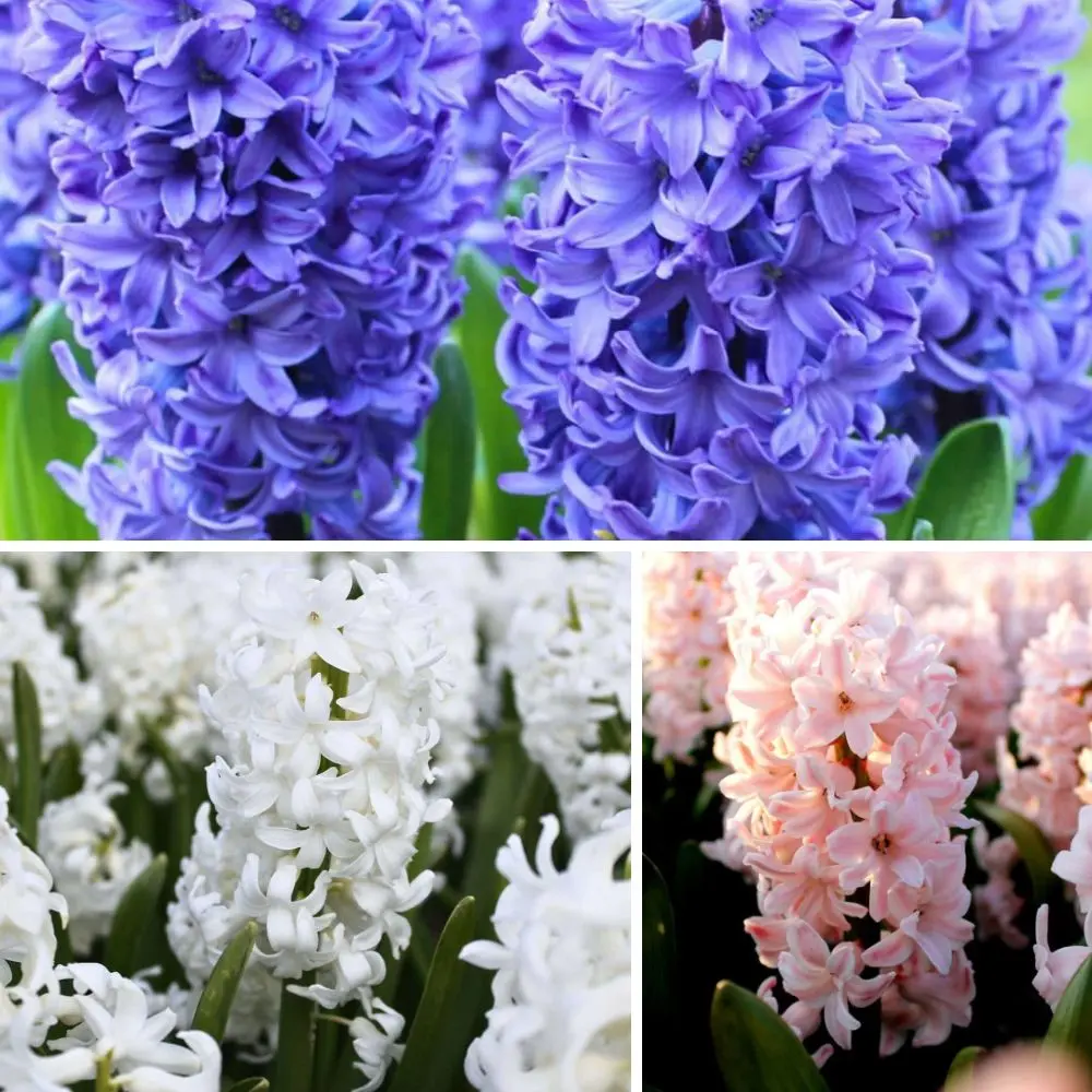 Mix Giacinti Box 30 Bulbi Mix Giacinti Box 30 Bulbi